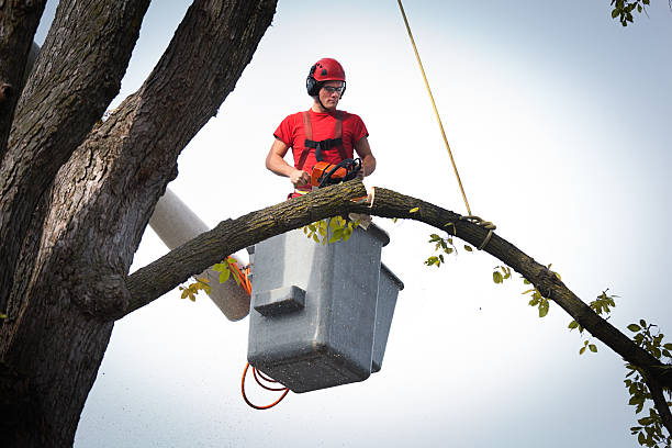 Why Choose Our Tree Removal Services in Montalvin Manor, CA?